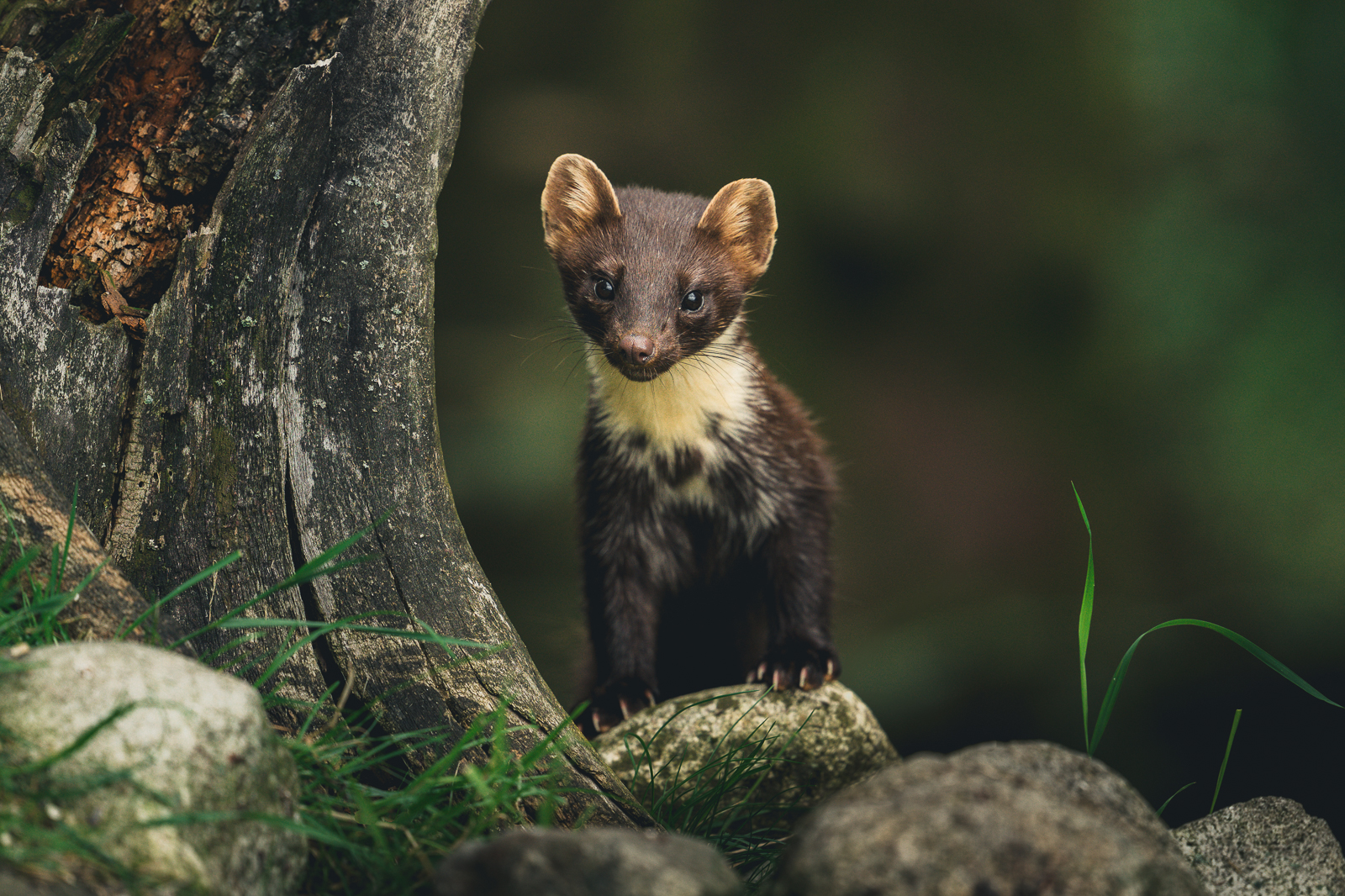 The curious pine marten in summer coat