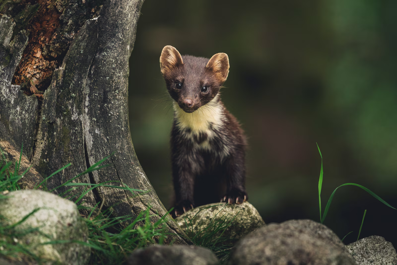 The curious pine marten in summer coat