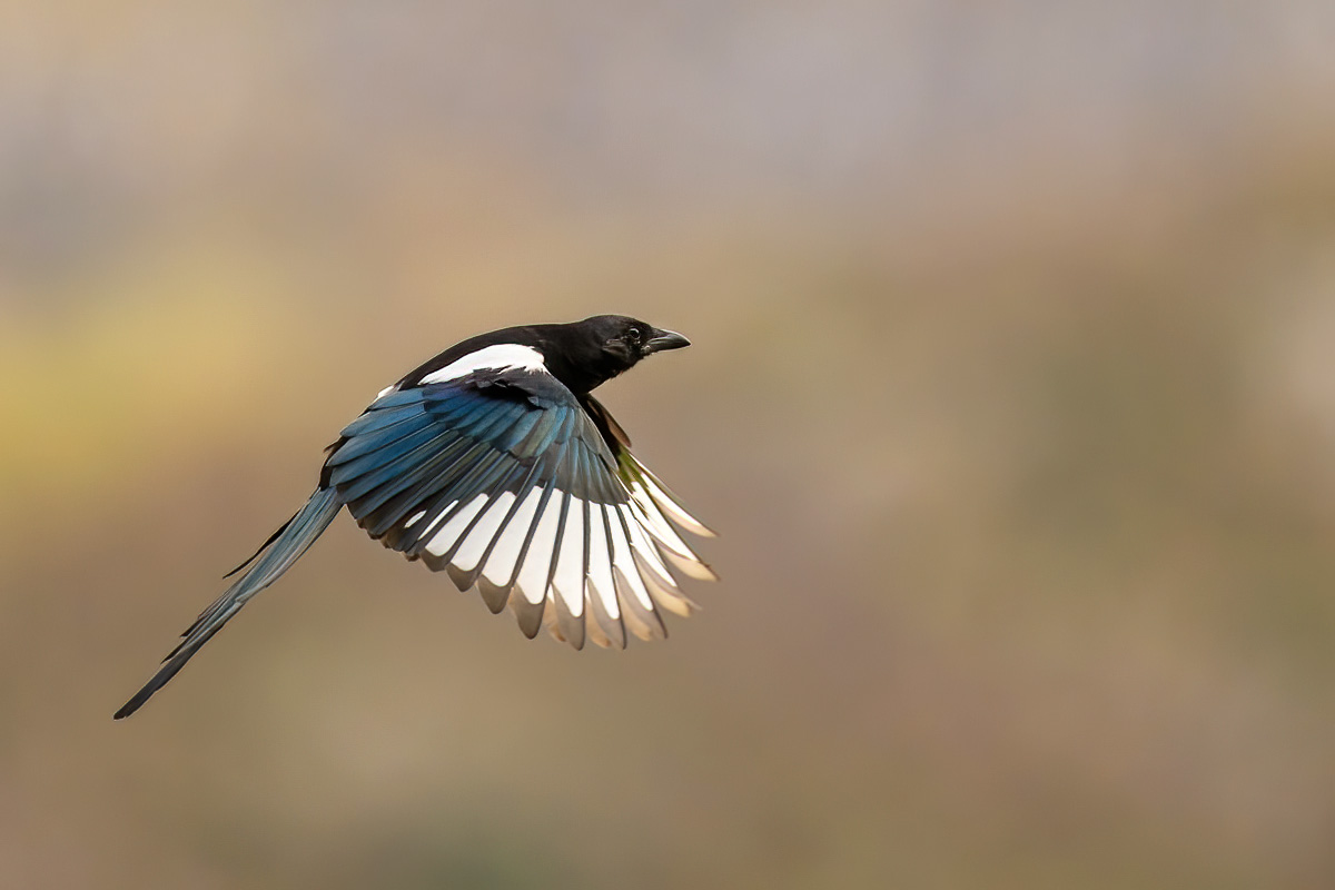 Magpie in flight in soft light