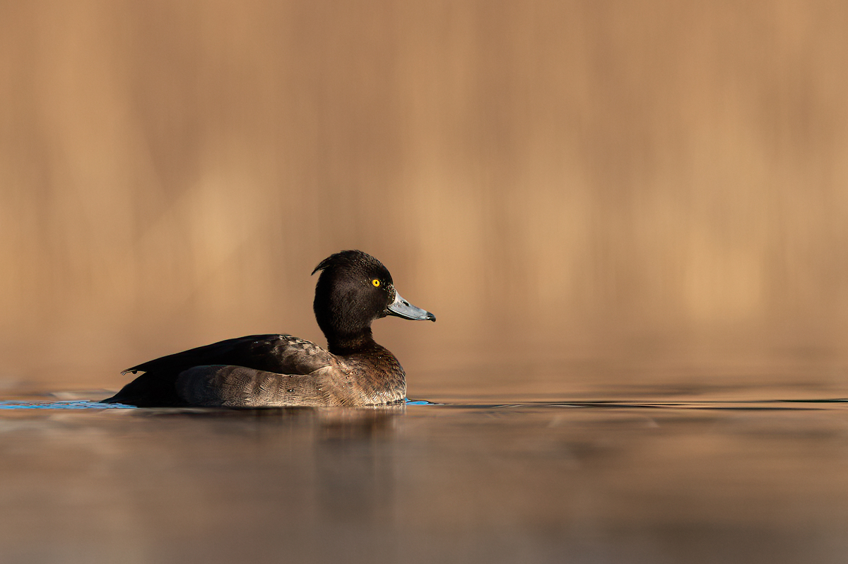 Female tufted duck in golden light