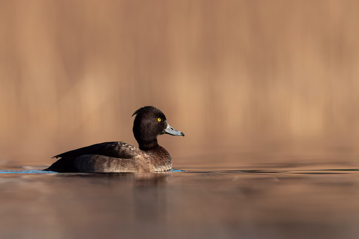 Female tufted duck in golden light
