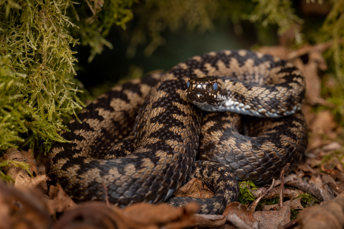 European adder basking in the leaves