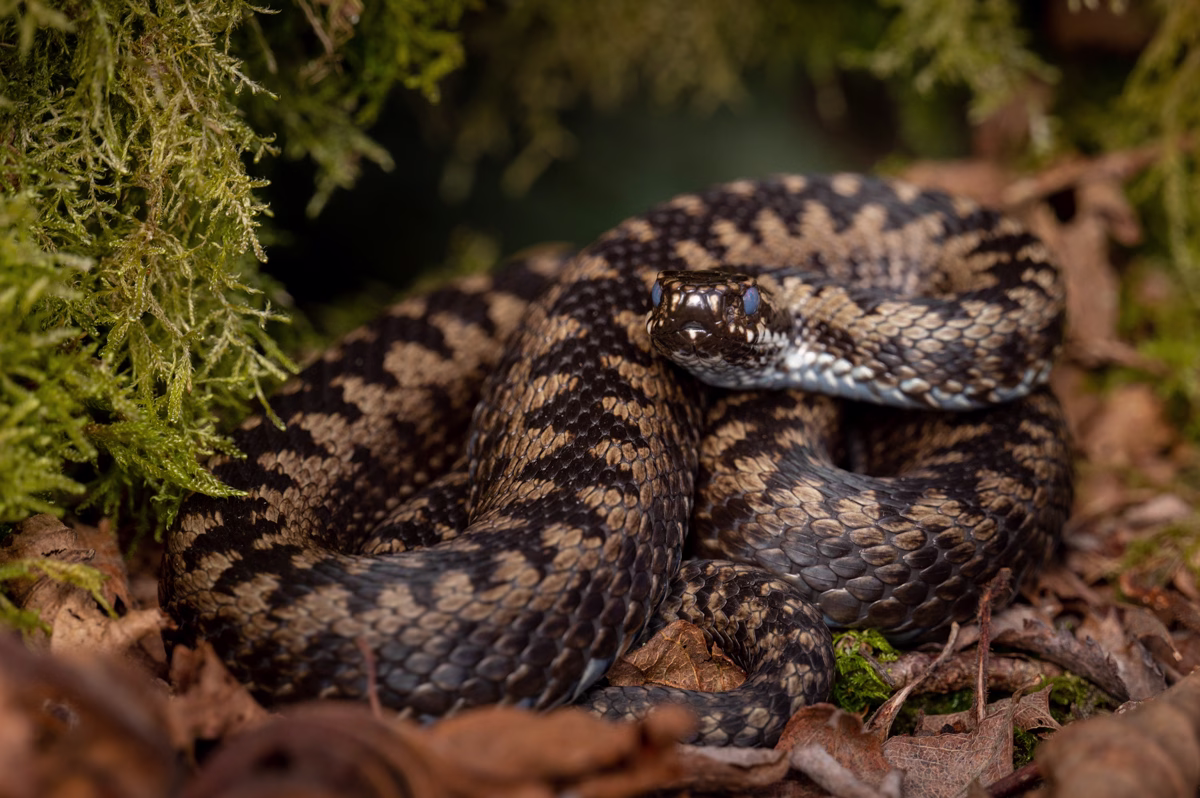 European adder basking in the leaves
