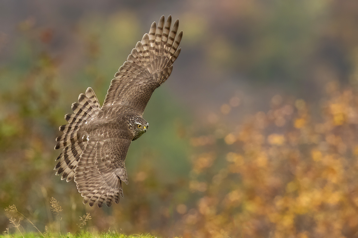 Sparrowhawk in low altitude chase