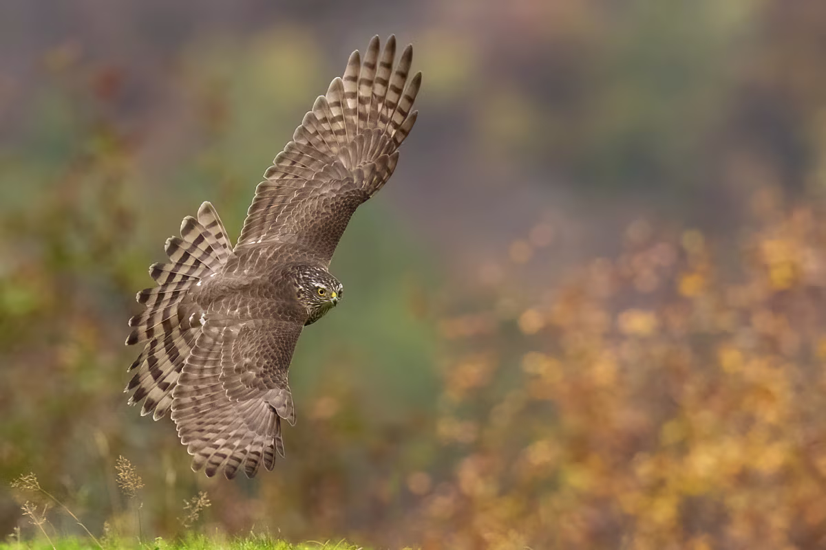 Sparrowhawk in low altitude chase