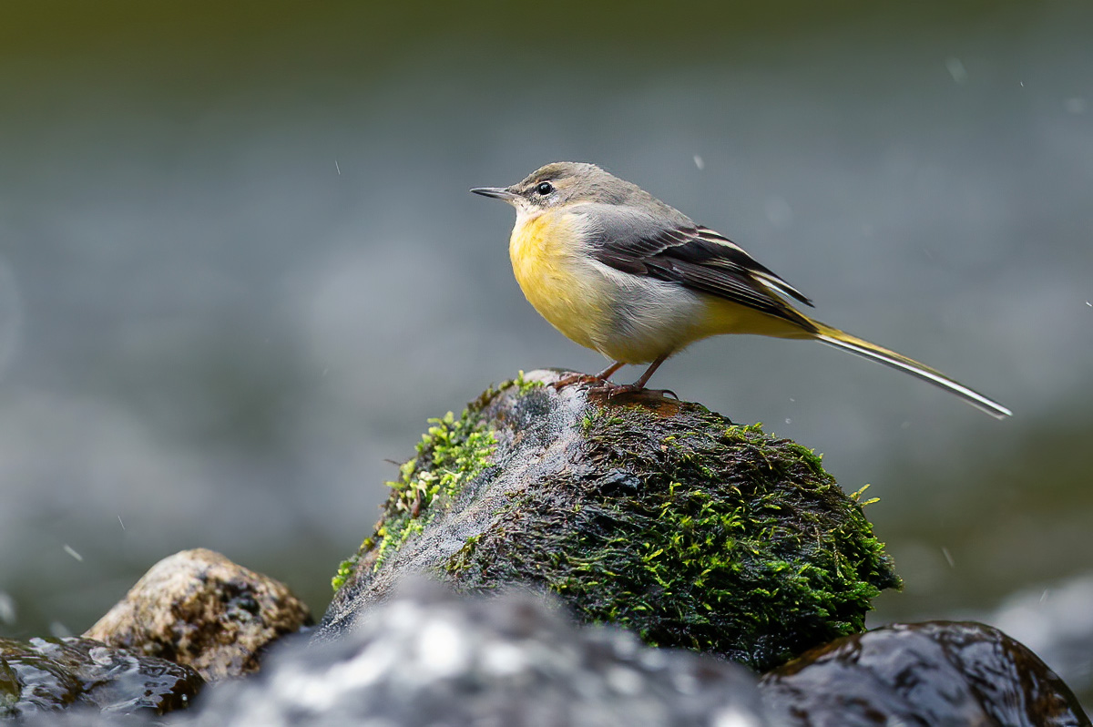 Grey wagtail in the river