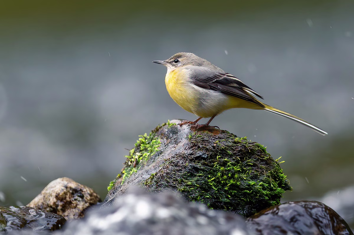 Grey wagtail in the river