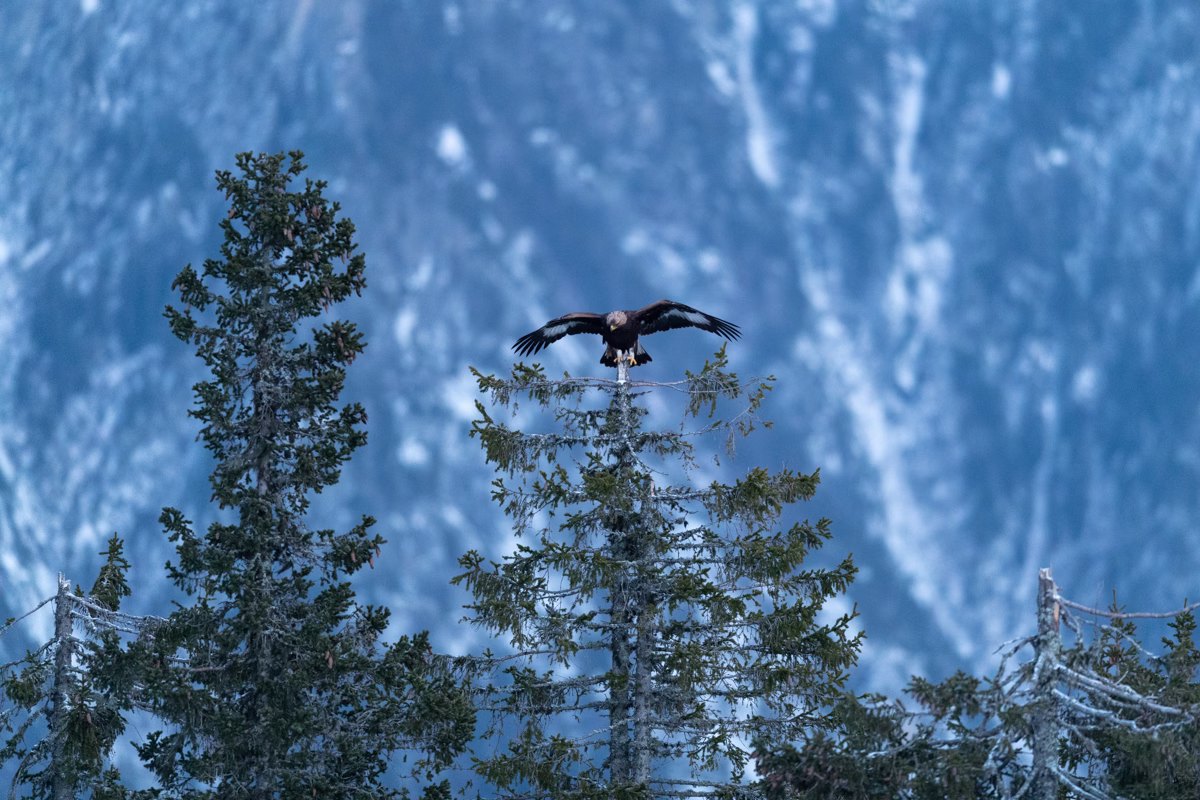 Golden eagle landing in the spruce tree