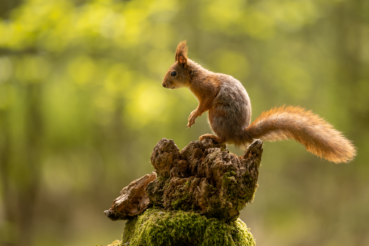 Red squirrel on the lookout
