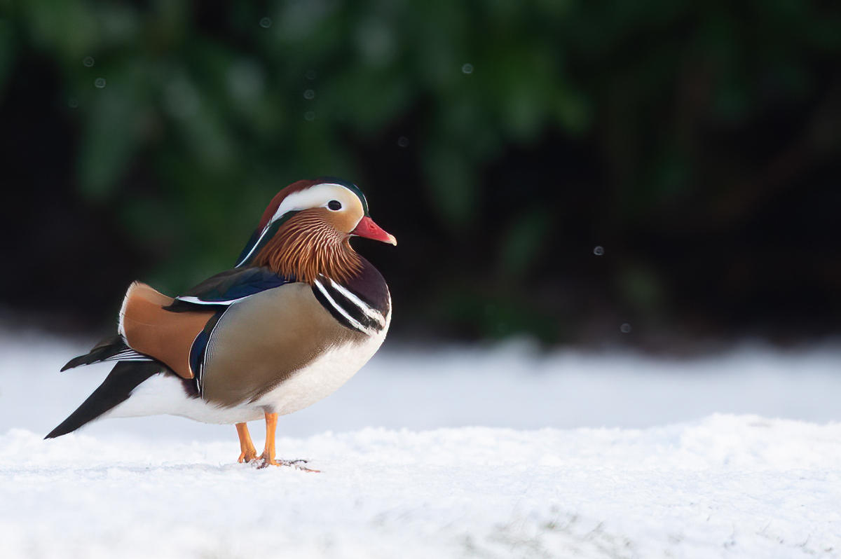 Mandarin duck walking in snow