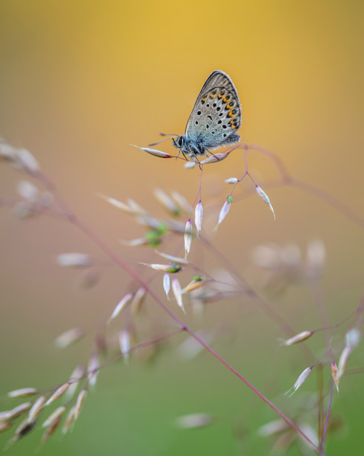 Idas blue butterfly on straw