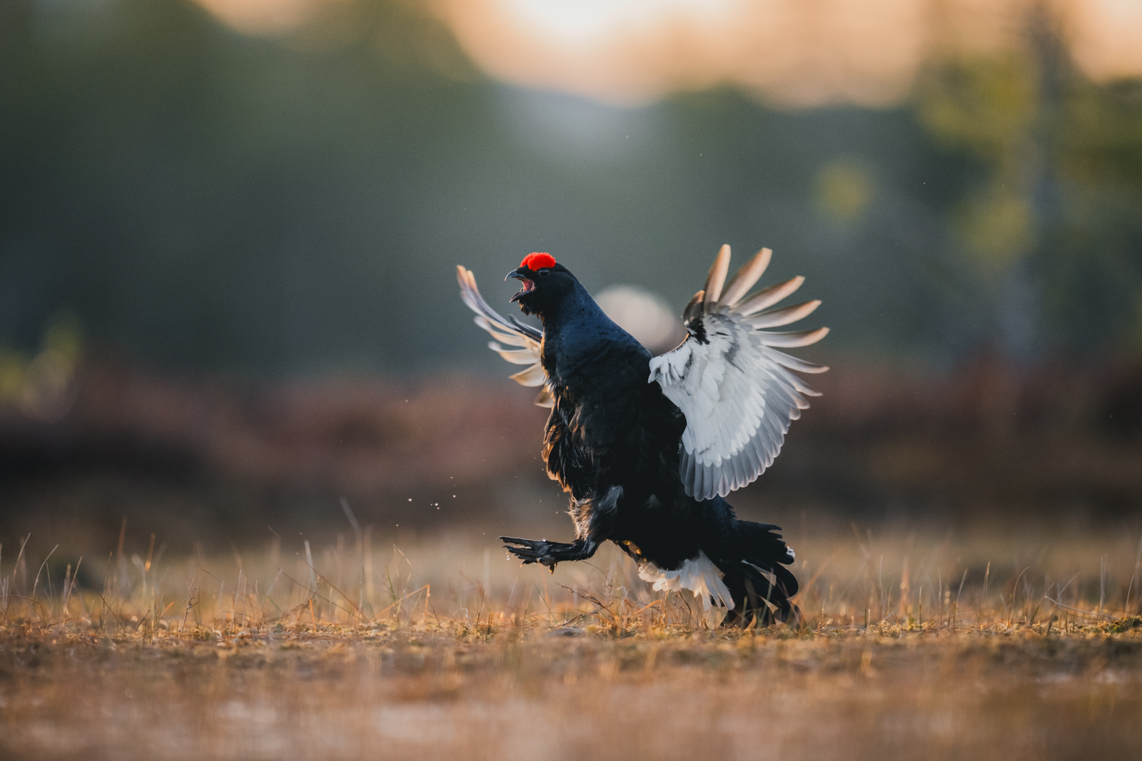 Black grouse flapping in the morning light
