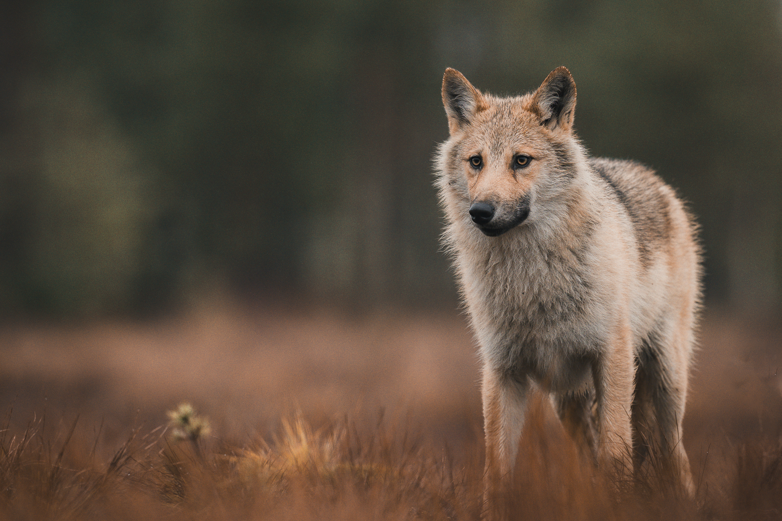A wolf pup on the marsh