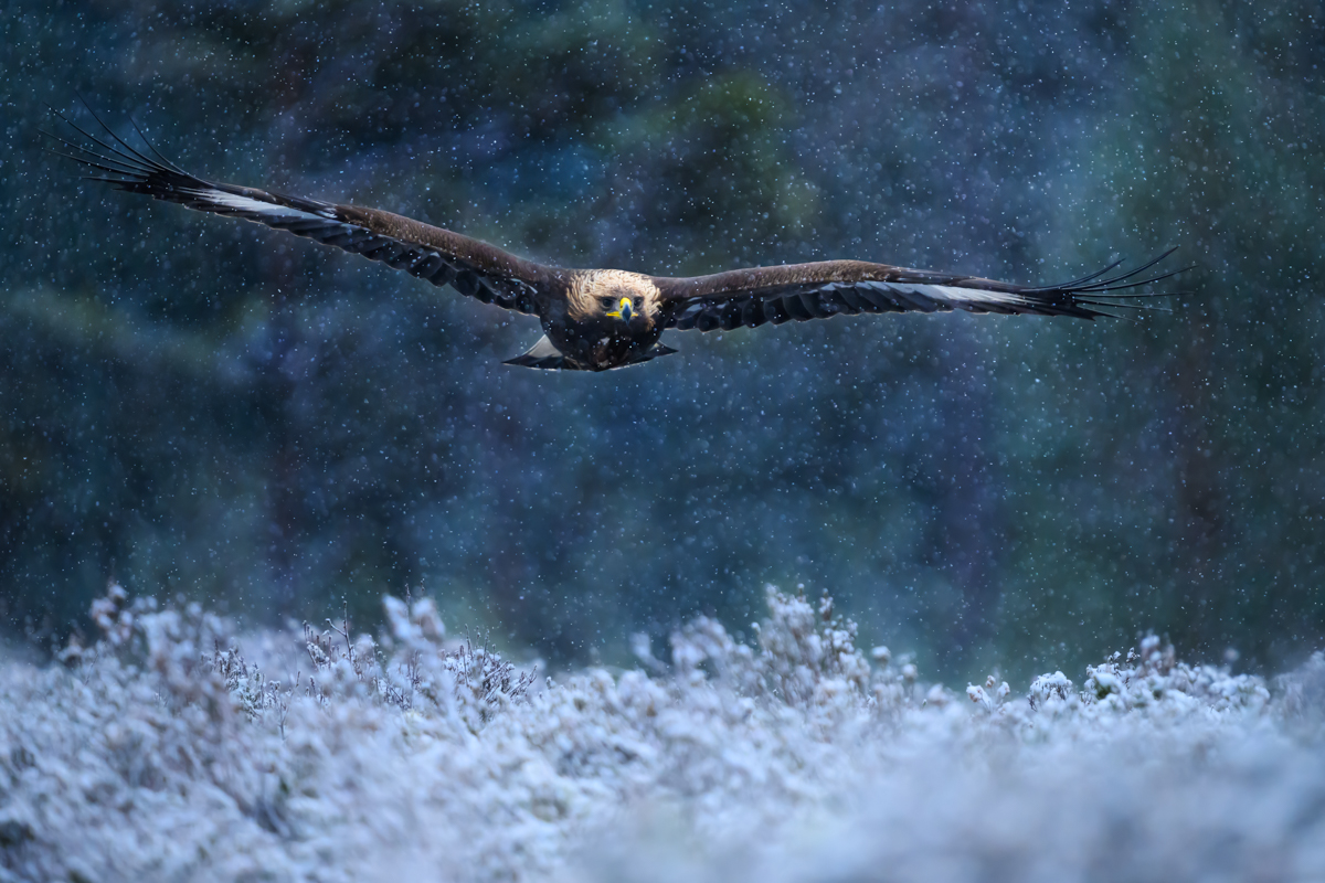 Golden eagle flying through the snowfall