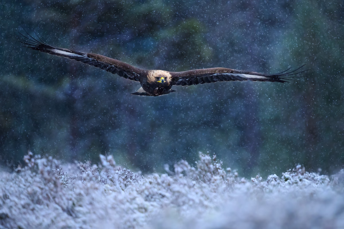 Golden eagle flying through the snowfall