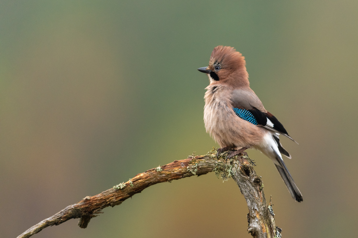 Eurasian jay raising the feathers