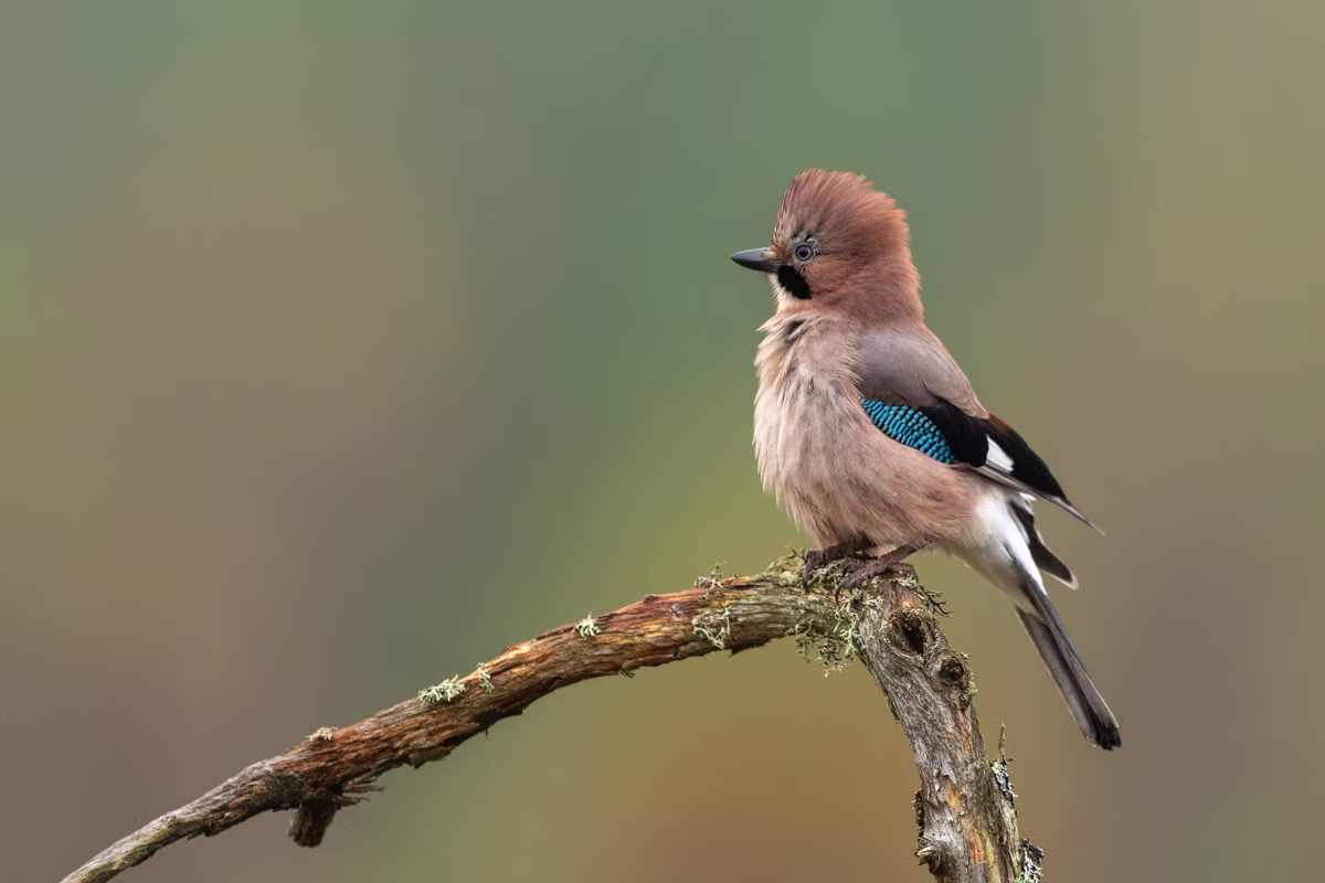 Eurasian jay raising the feathers