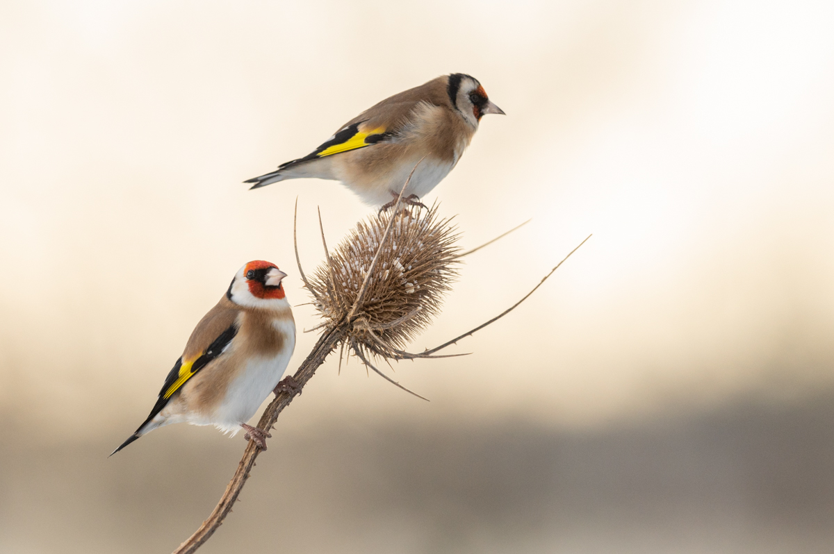 Goldfinches on thistle