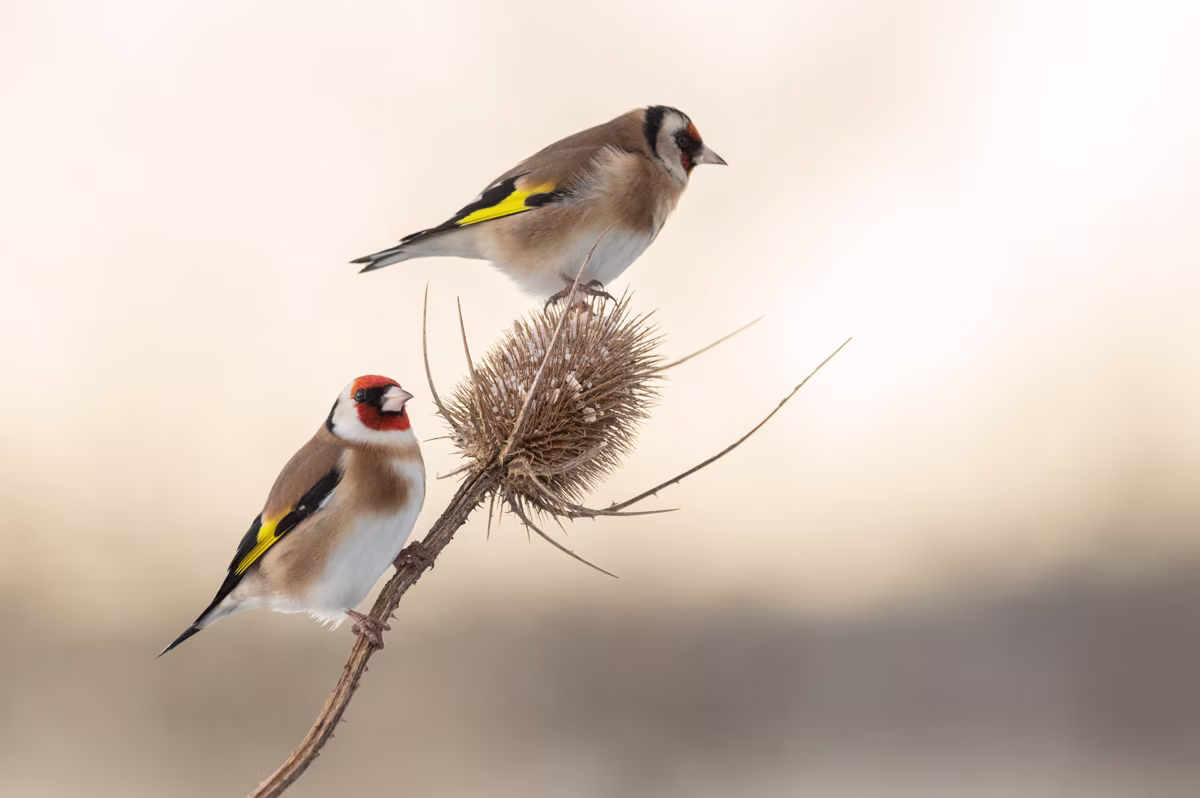 Goldfinches on thistle