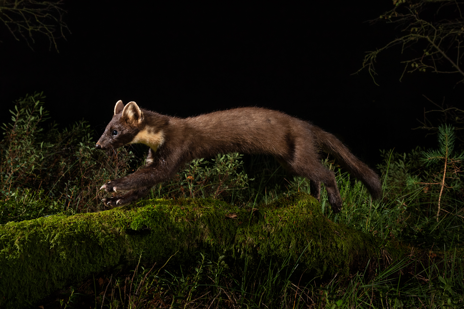Camera trapping the pine marten