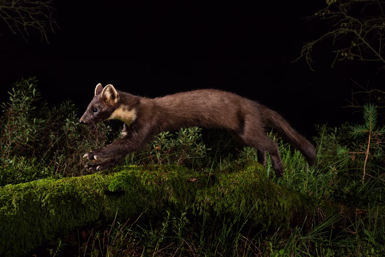 Pine marten jumps