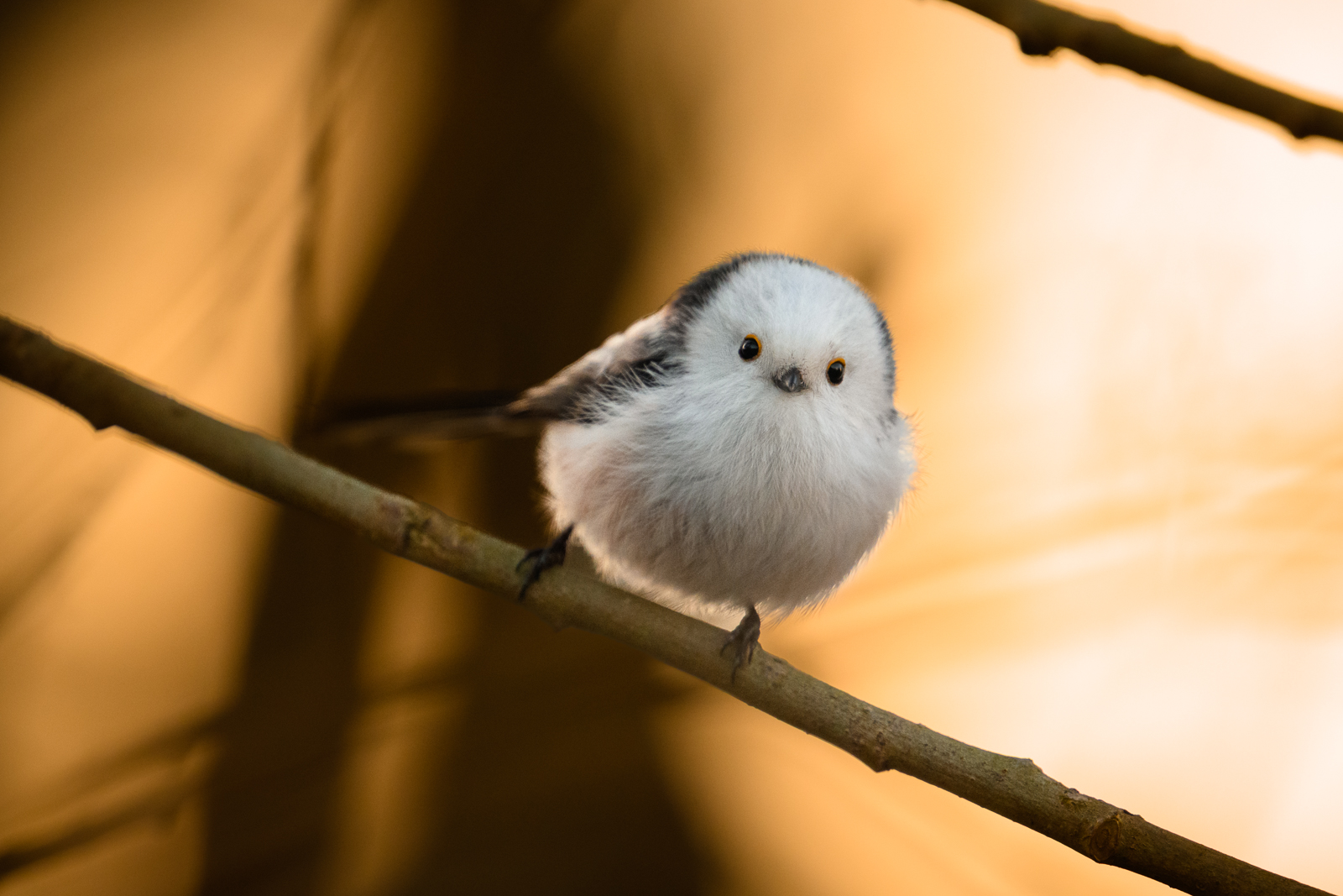 Long-tailed tit in warm winter light