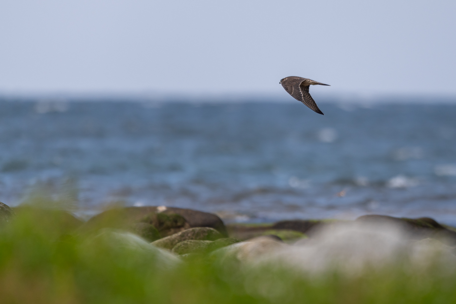 Peregrine falcon on the hunt