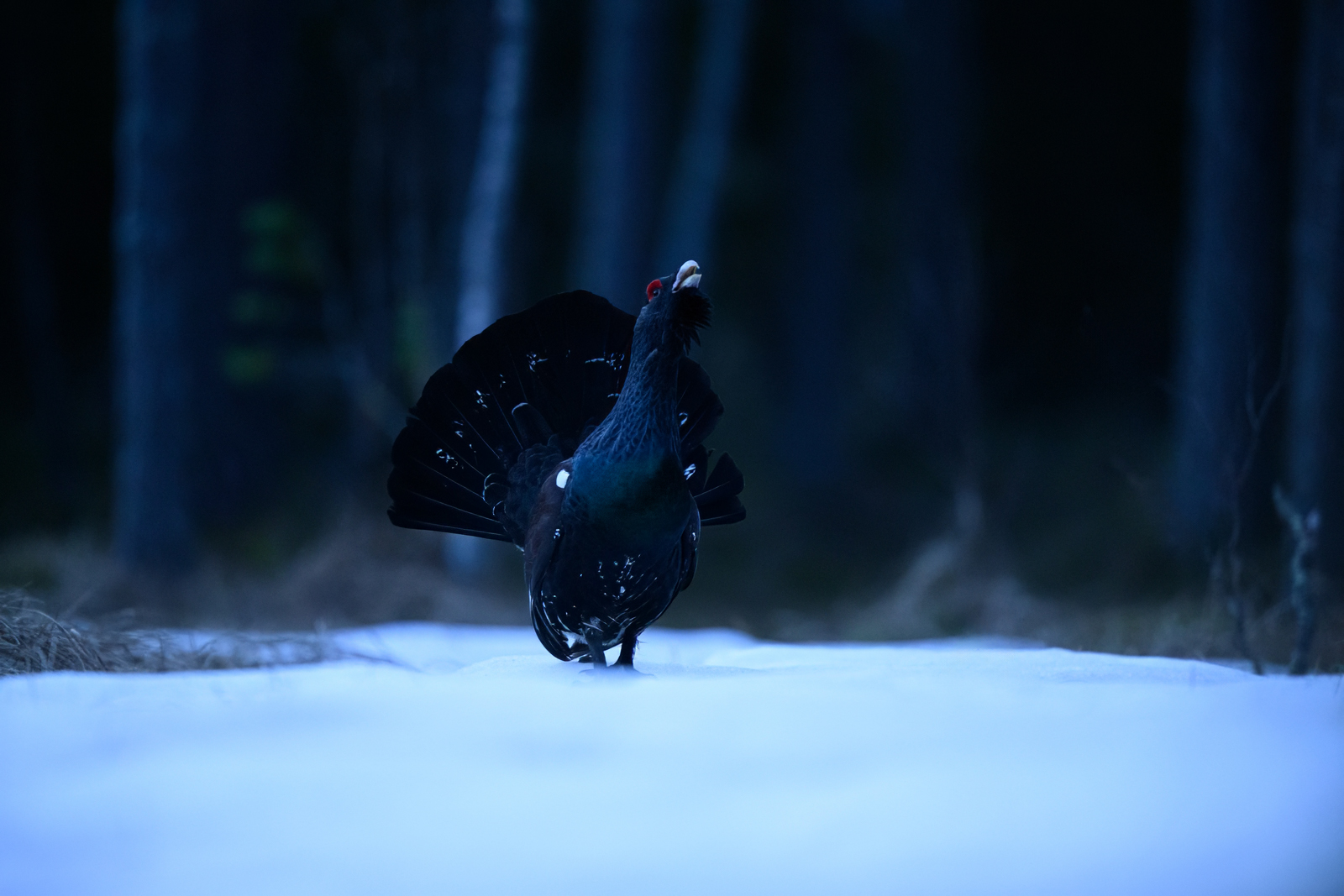 Capercaillie in the early morning