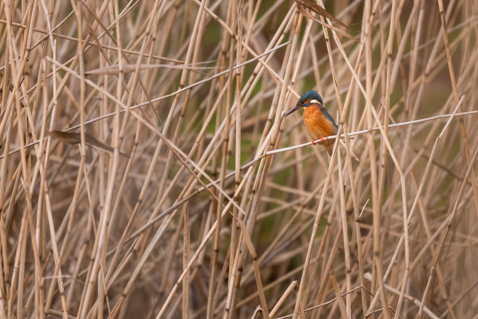 Kingfisher in the reeds