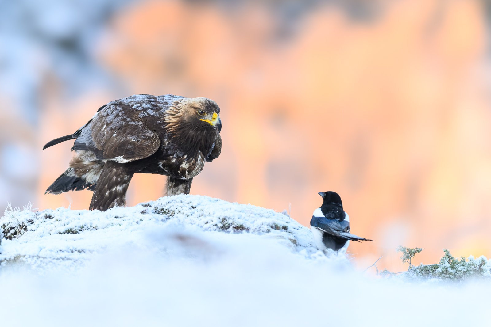 The golden eagle and the magpie