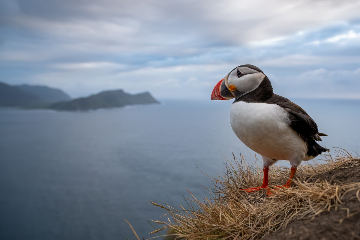 Puffin looking out over the sea