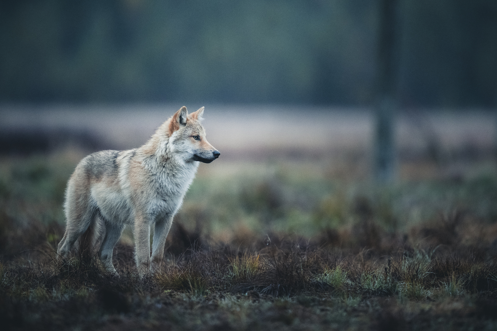 Wolf in the blue hour