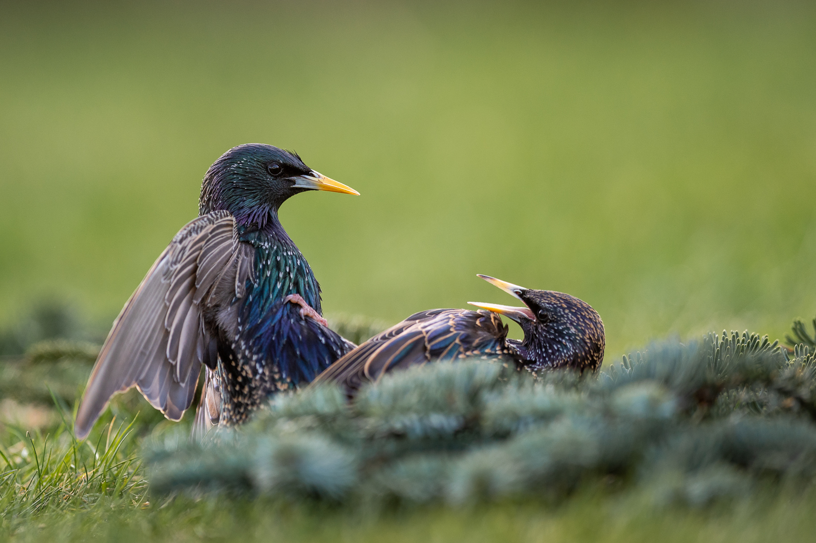 Starlings fighting for food
