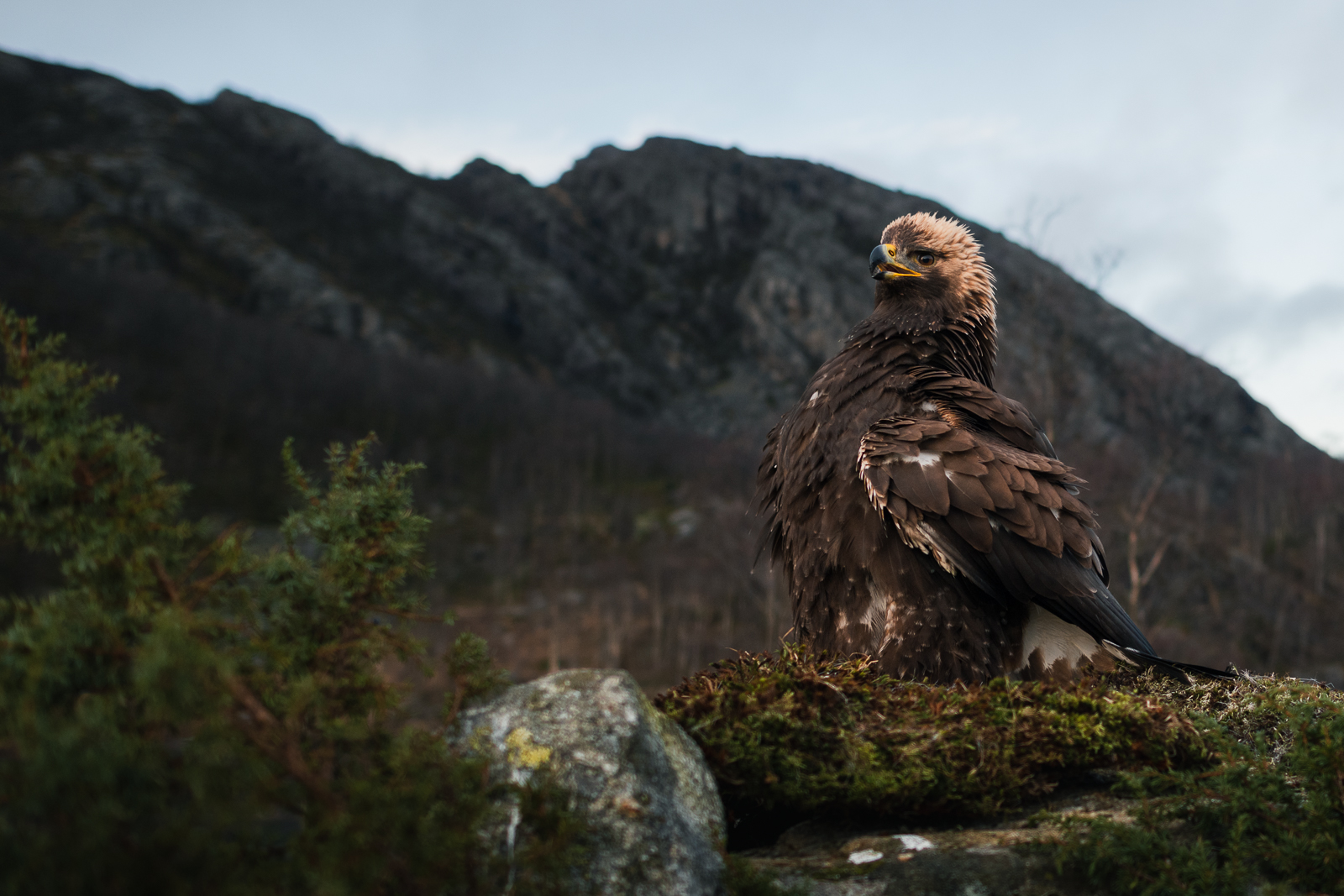 The golden eagle making itself big