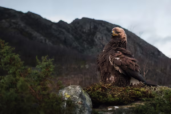 The golden eagle making itself big