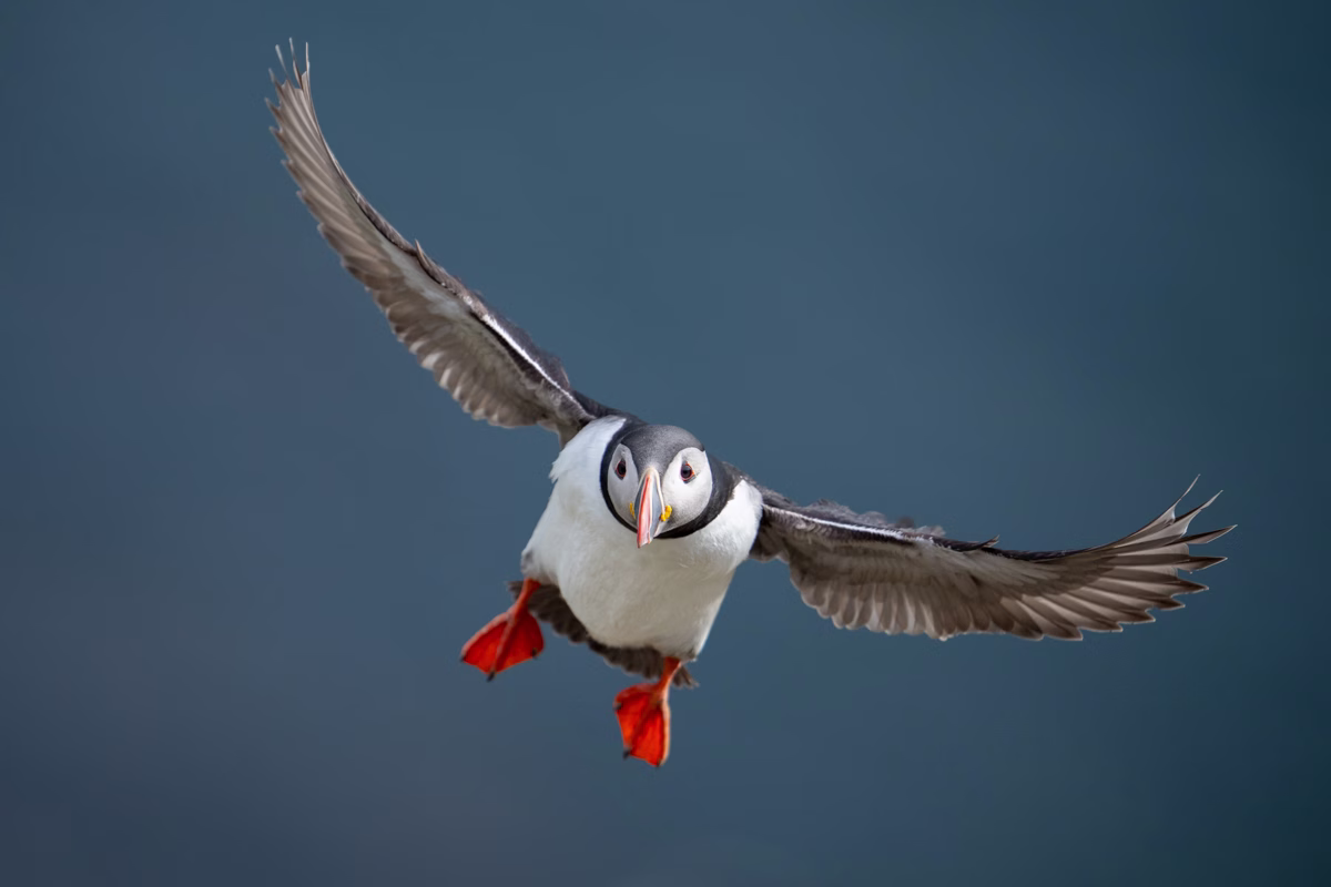 Puffin flying above the blue ocean