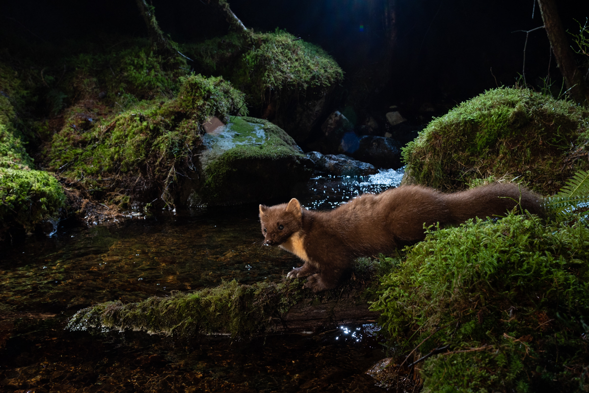 Pine marten at the woodland creek