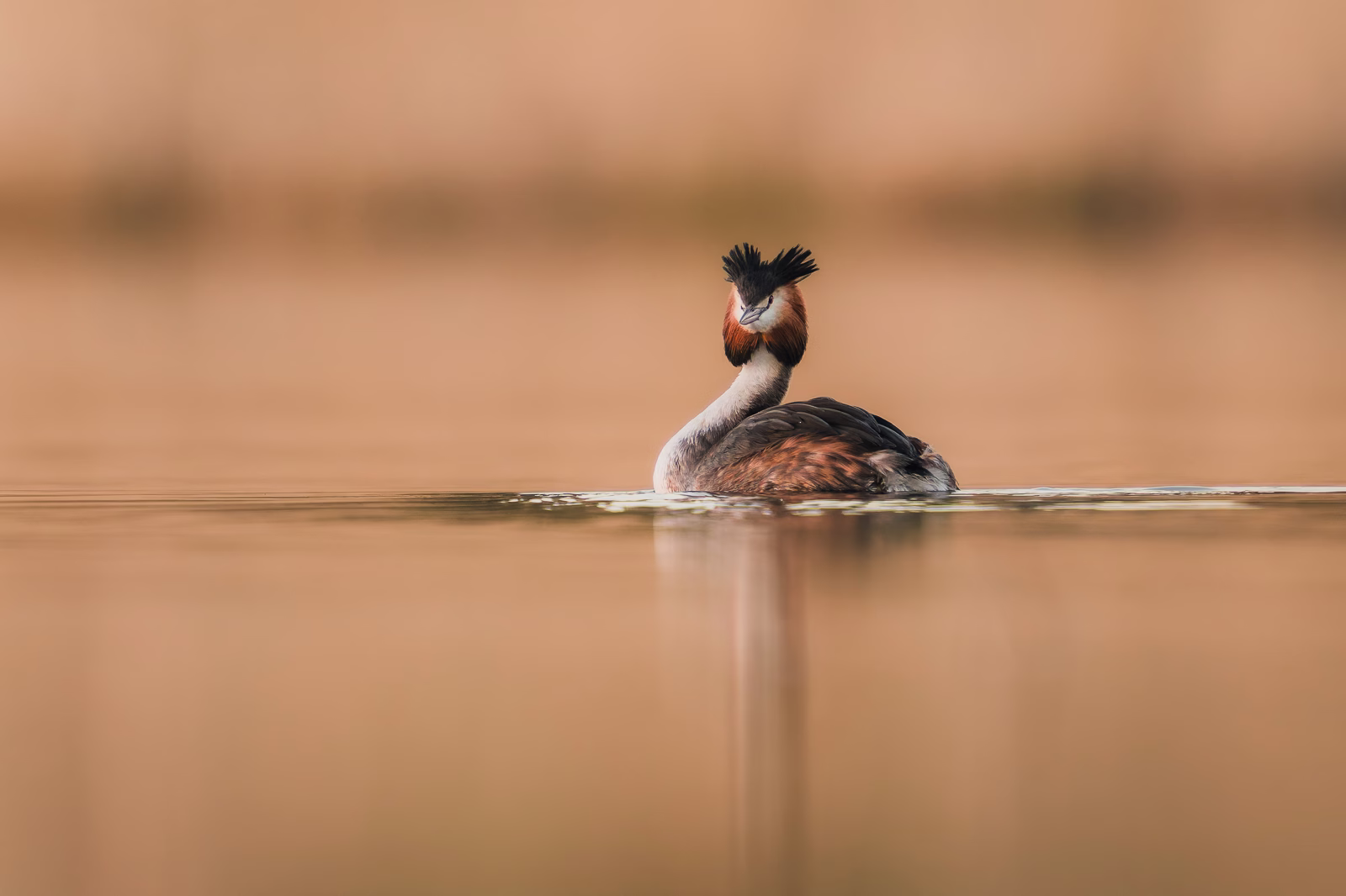 Crested grebe on calm water