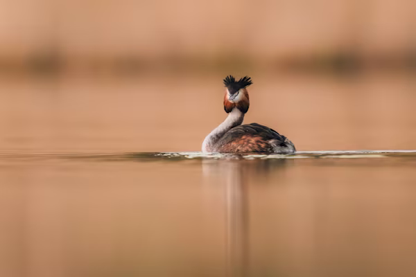 Crested grebe on calm water