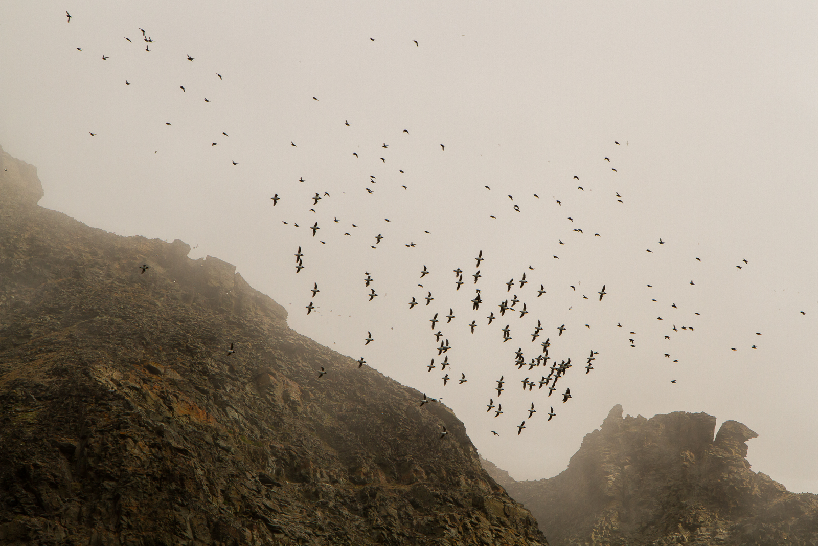 Birds in flight at Svalbard
