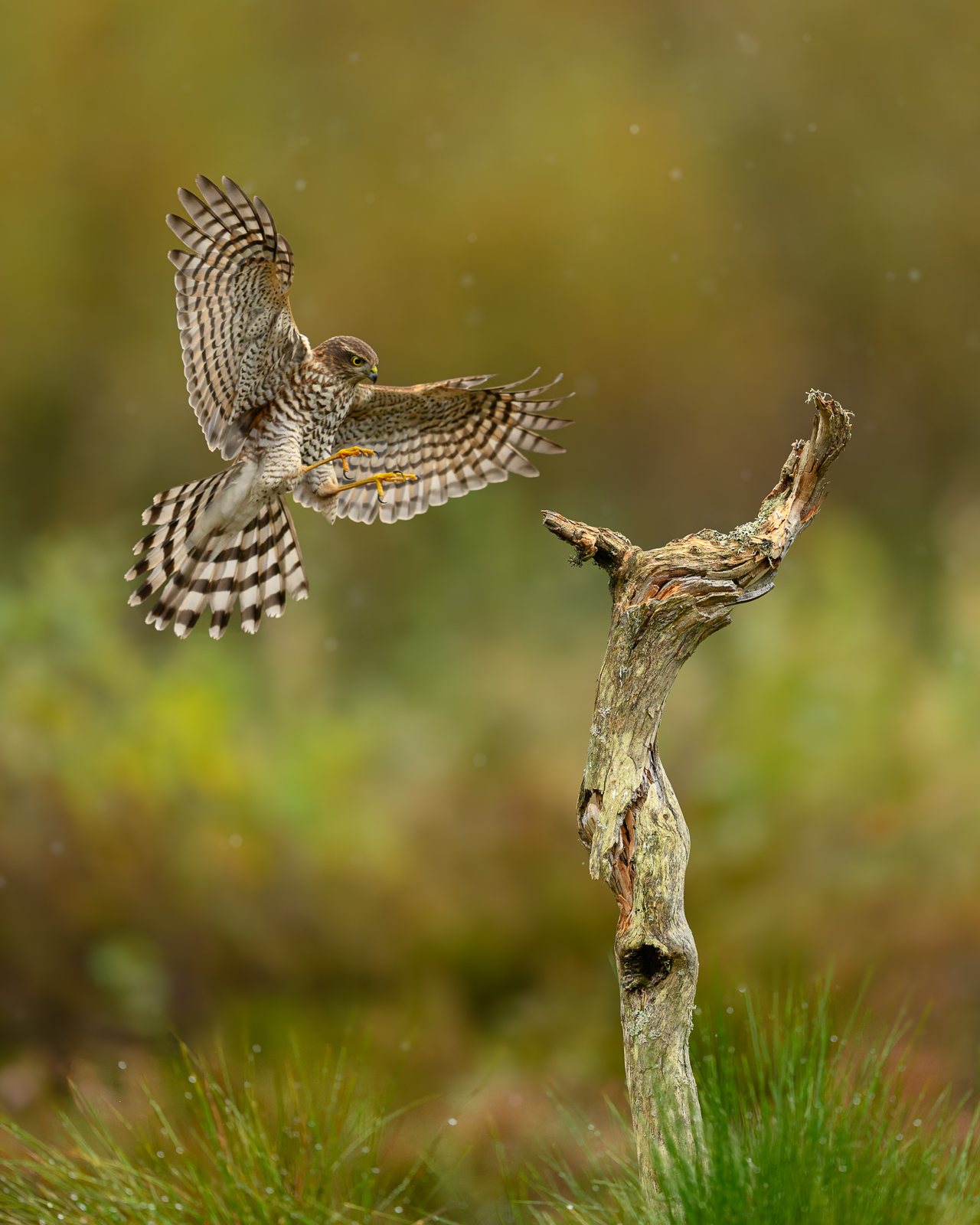 Sparrowhawk in full stretch before landing