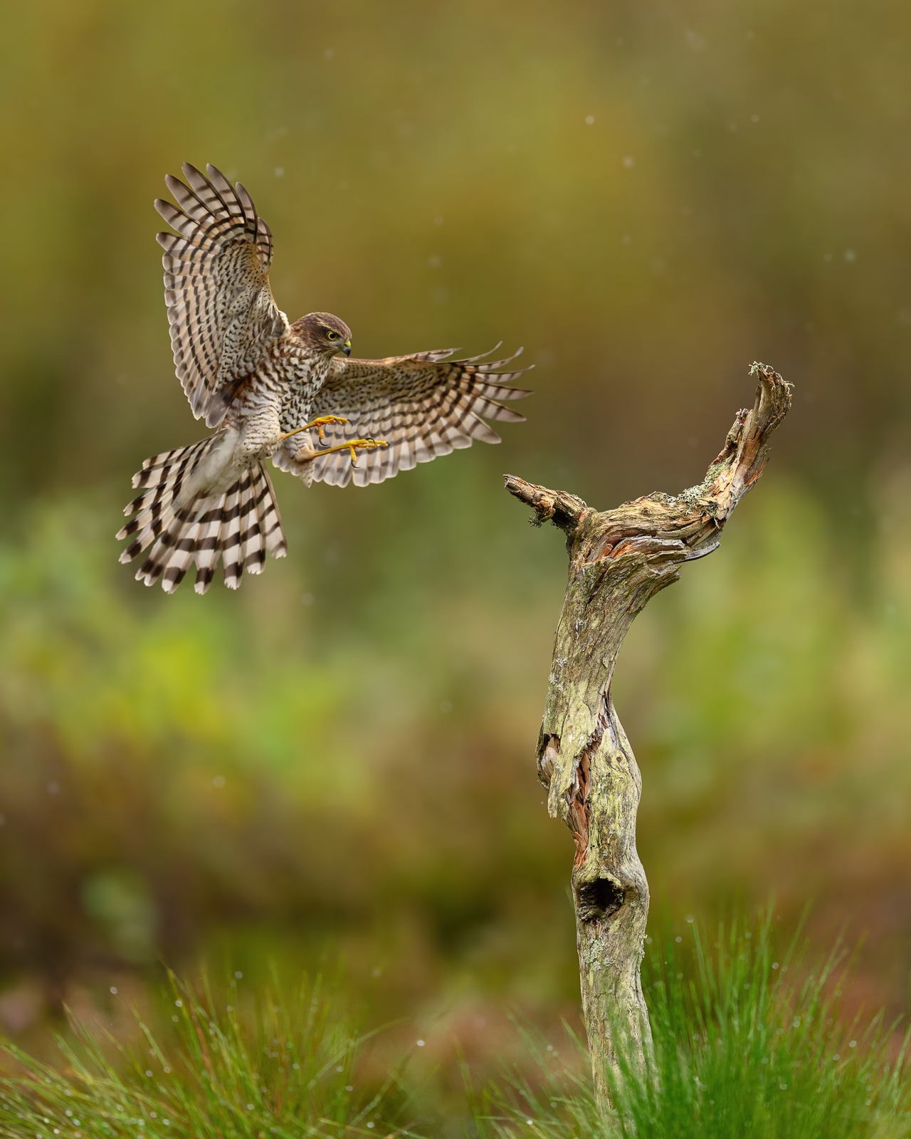 Sparrowhawk in full stretch before landing