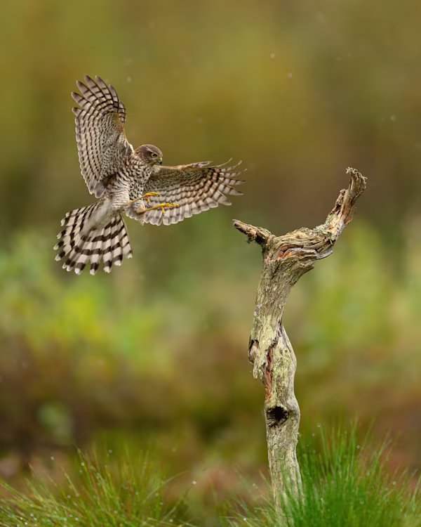 Sparrowhawk in full stretch before landing