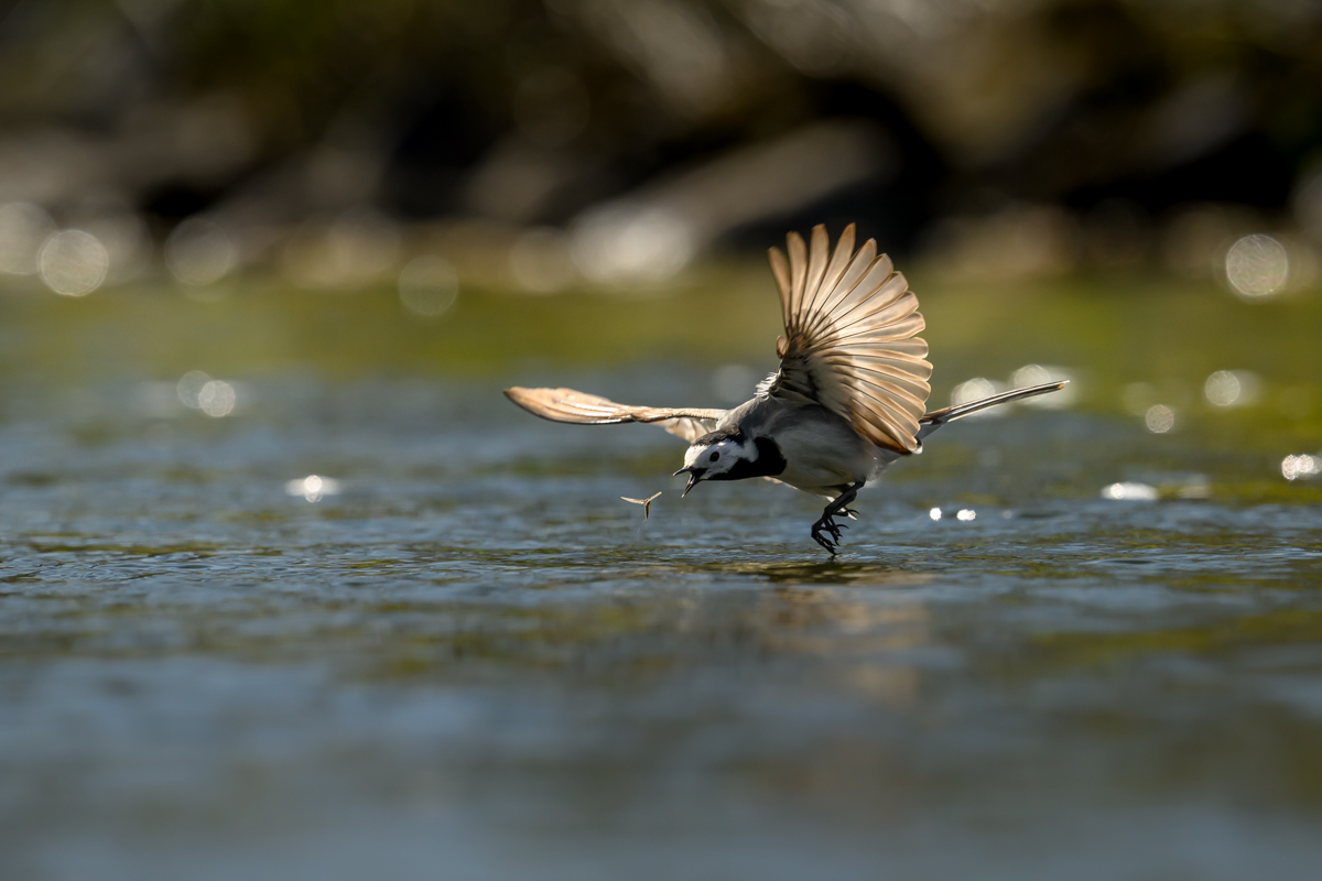 Wagtail grabbing a mayfly over the water