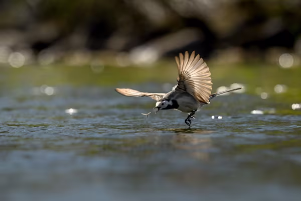 Wagtail grabbing a mayfly over the water