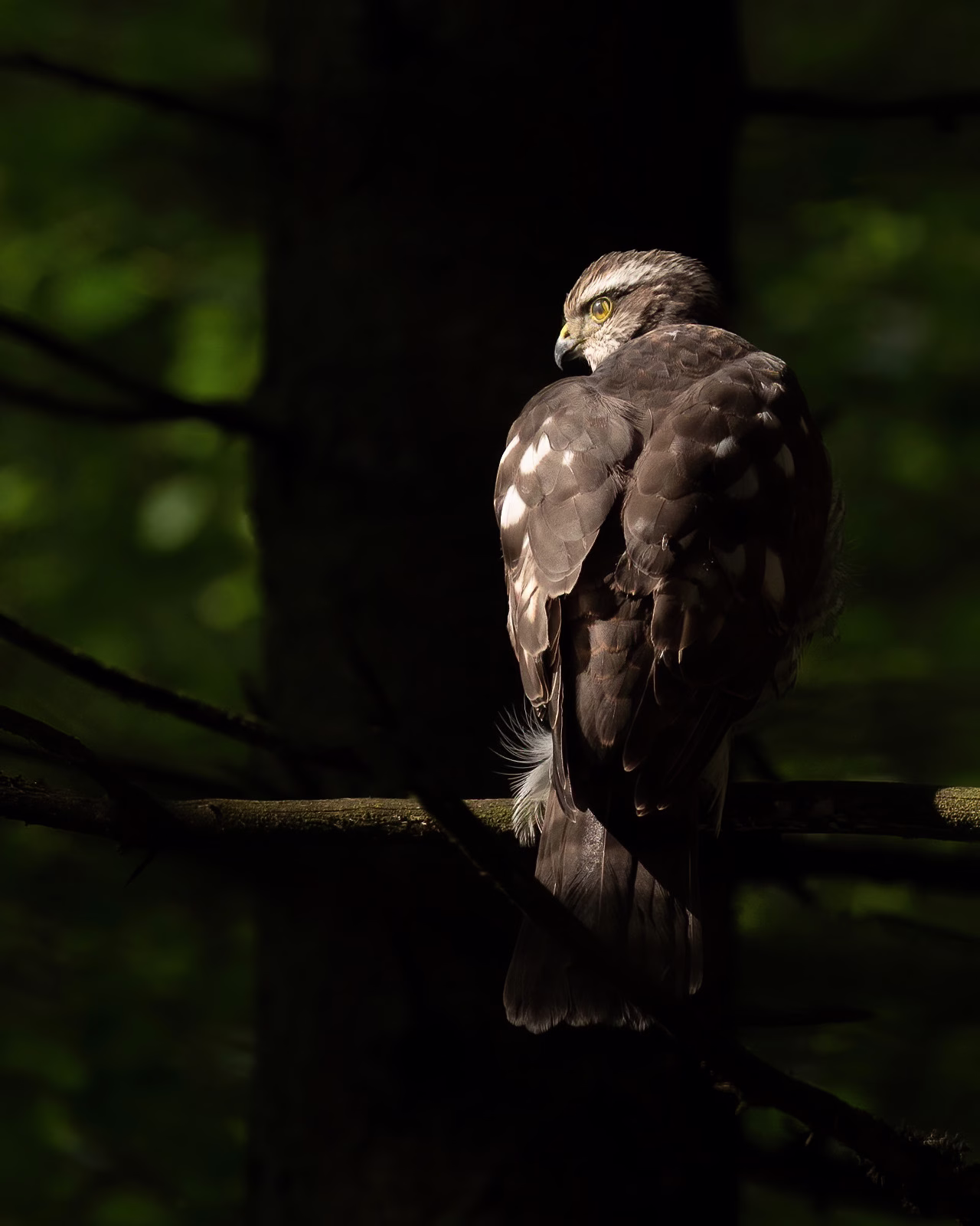 Sparrowhawk in the spotlight