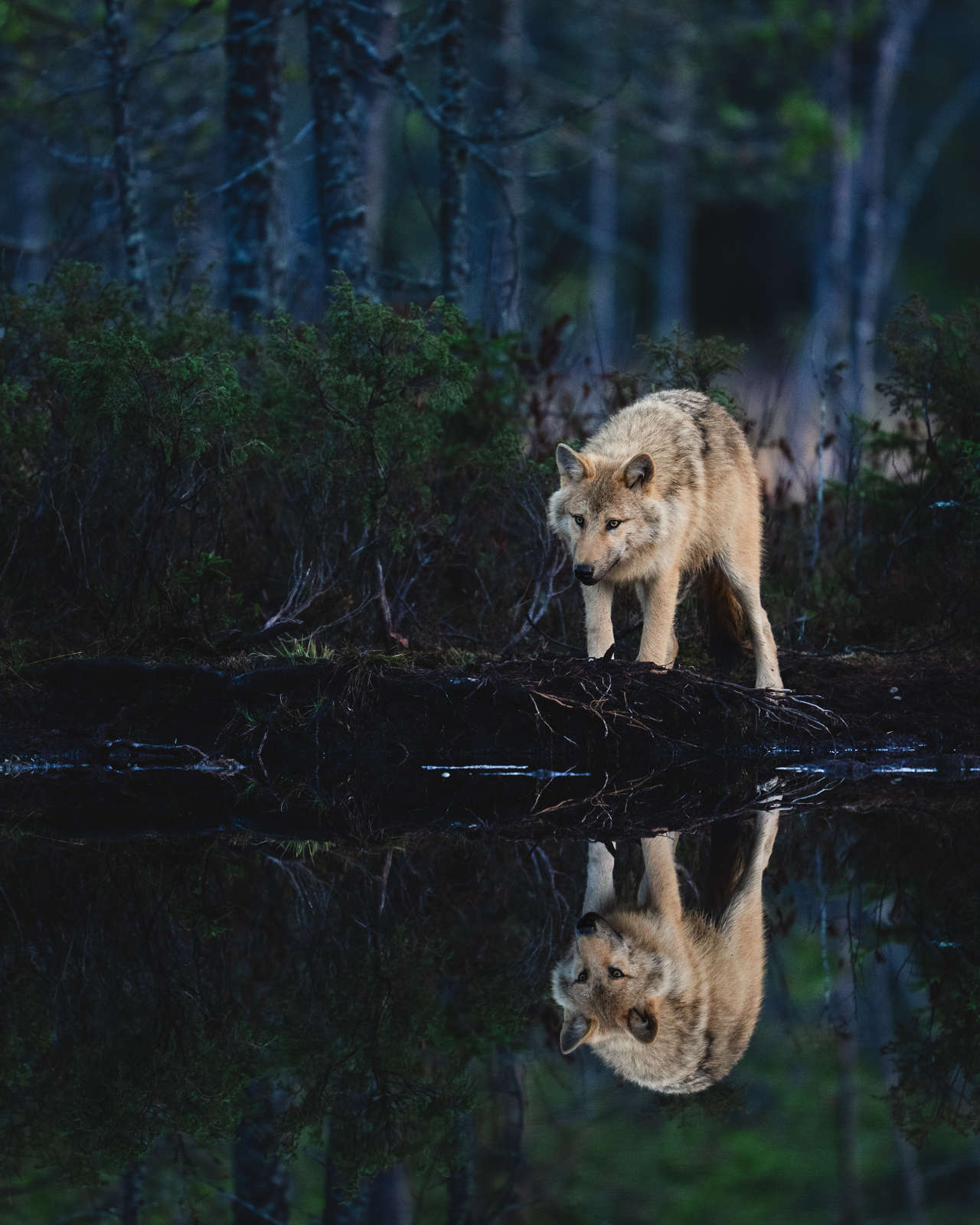 The light-colored wolf in the moody forest