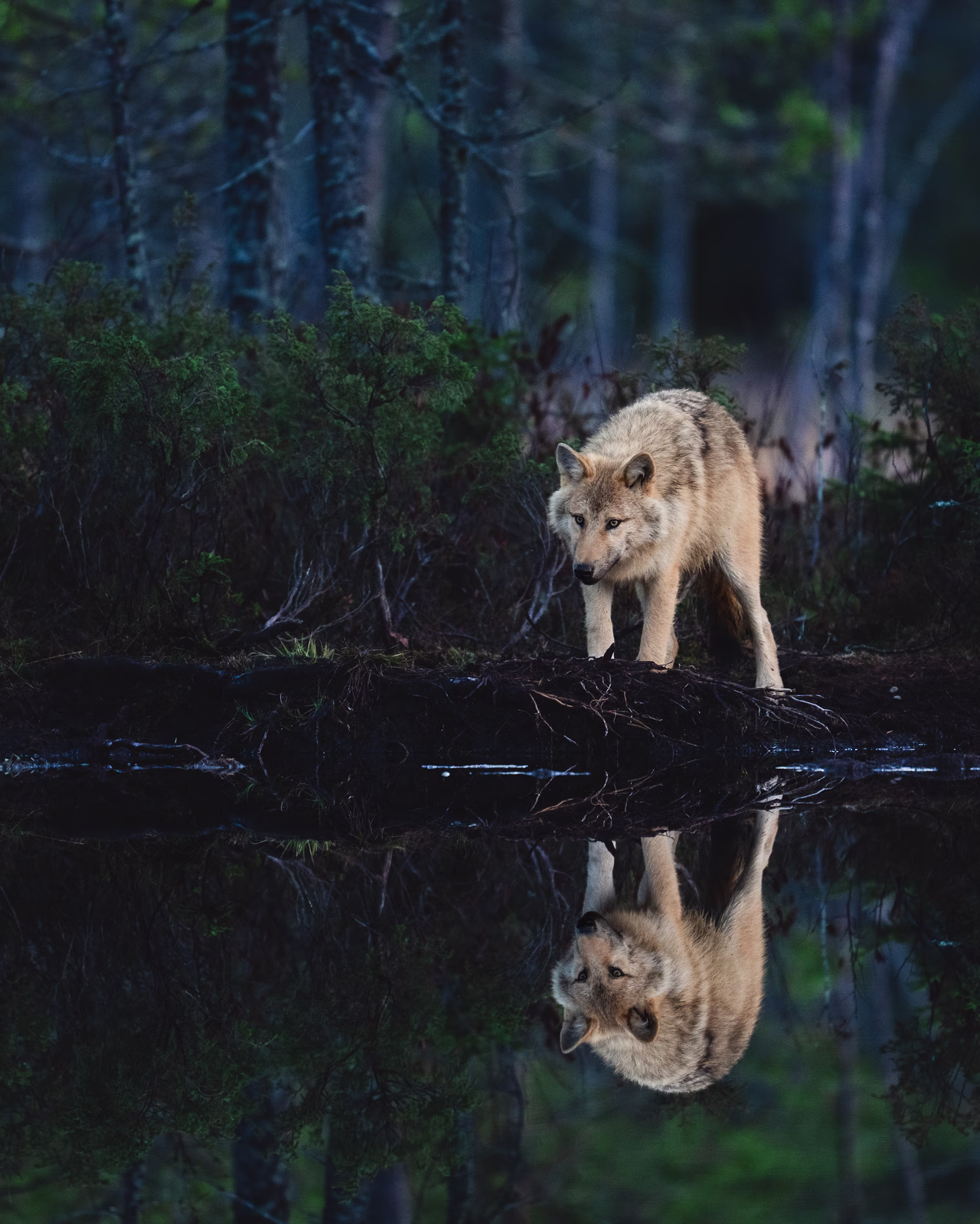 The light-colored wolf in the moody forest