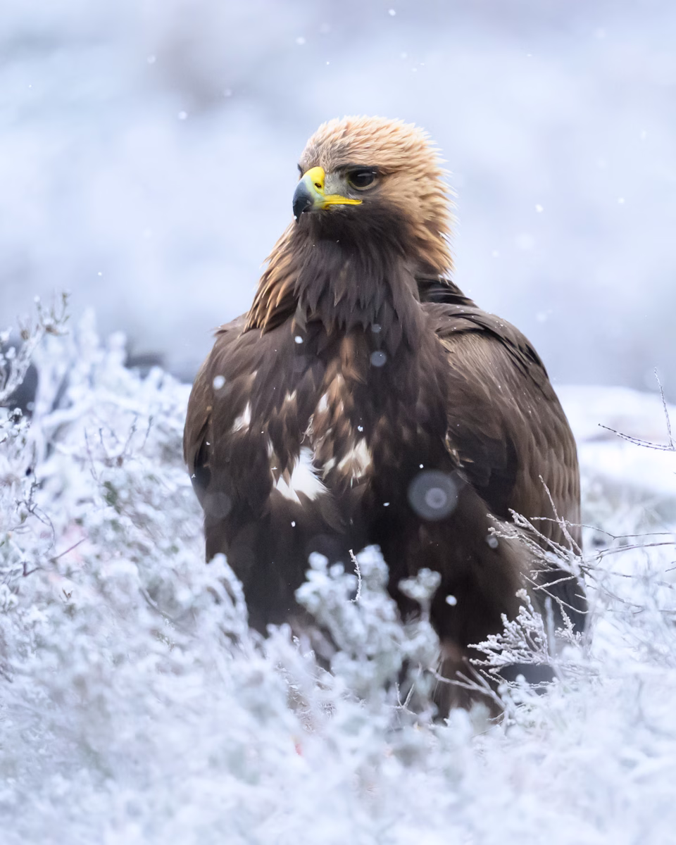 Golden eagle during a snowfall