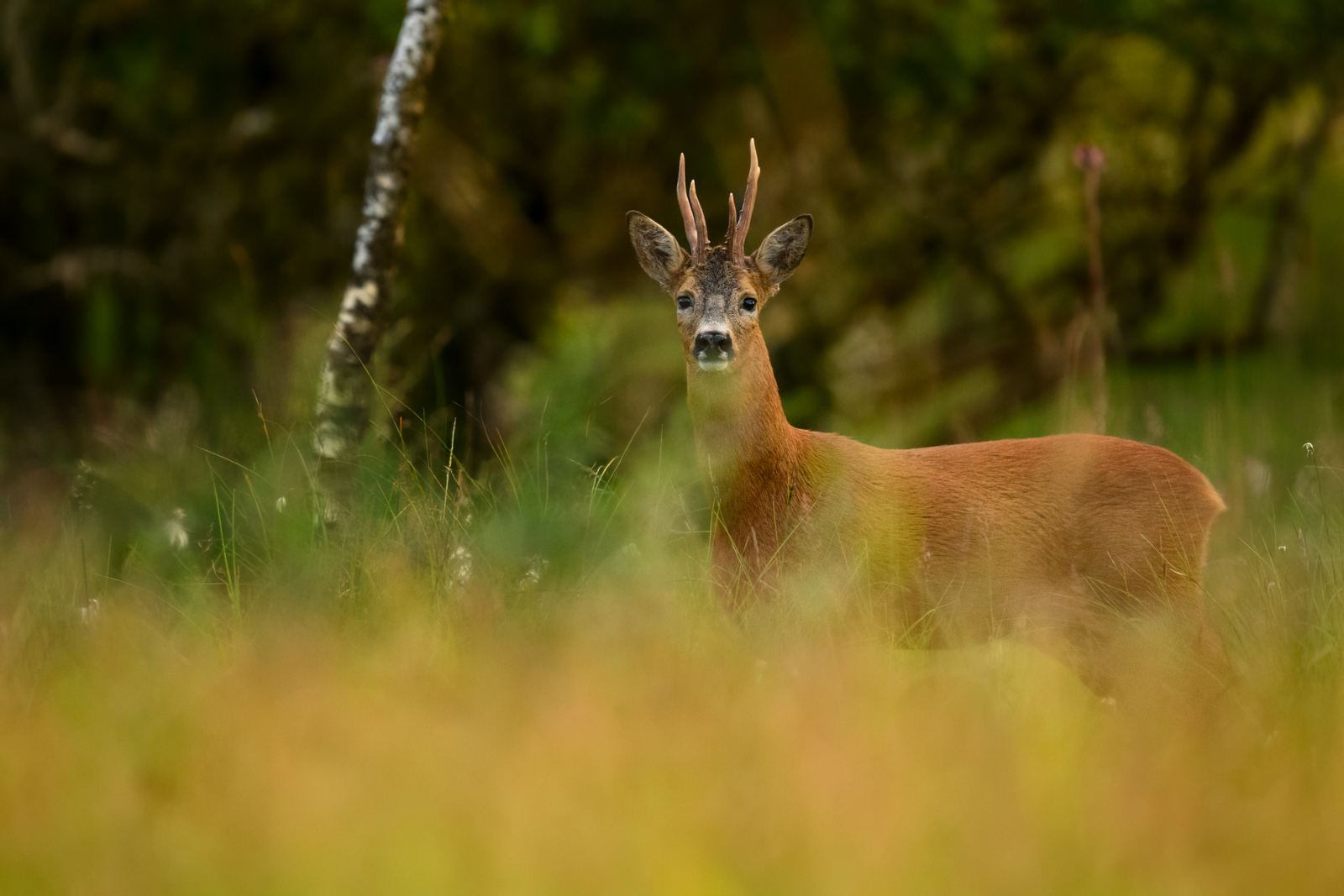 Male roe deer in the forest